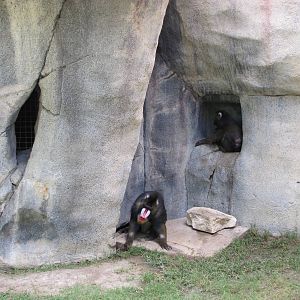 Fort Worth Zoo 2010 - Mandrills in World of Primates