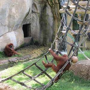 Fort Worth Zoo 2010 - Orangutans in World of Primates