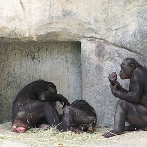 Fort Worth Zoo 2010 - Bonobos in World of Primates
