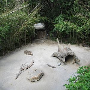 Fort Worth Zoo 2010 - Warthog exhibit