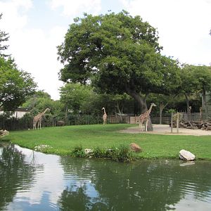 Fort Worth Zoo 2010 - Mixed exhibit for Giraffe and Ostrich