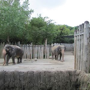 Fort Worth Zoo 2010 - Asiatic Elephants in Asian Falls