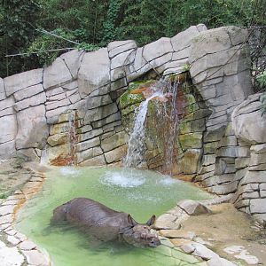 Fort Worth Zoo 2010 - First Indian Rhinoceros exhibit in Asian Falls