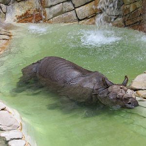 Fort Worth Zoo 2010 - Indian Rhinoceros