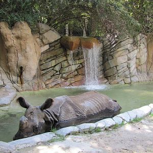 Fort Worth Zoo 2010 - Second Indian Rhinoceros exhibit in Asian Falls