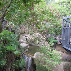 Fort Worth Zoo 2010 - White Bengal Tiger exhibit in Asian Falls