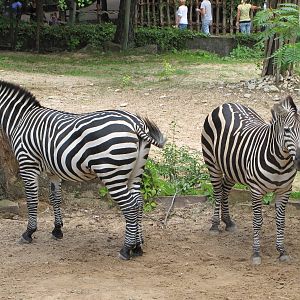 Fort Worth Zoo 2010 - Grants Zebra