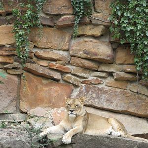 Fort Worth Zoo 2010 - African Lioness