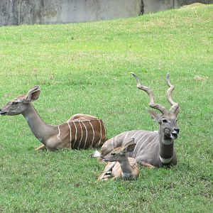 Fort Worth Zoo 2010 - Lesser Kudu