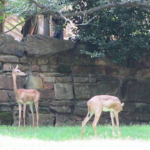 Fort Worth Zoo 2010 - Gerenuks