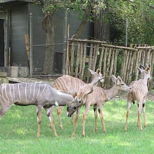 Fort Worth Zoo 2010 - Lesser Kudu group