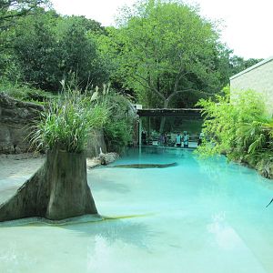 Fort Worth Zoo 2010 - Estuarine Crocodile exhibit at the Museum of Living A