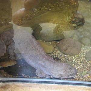 Fort Worth Zoo 2010 - Chinese Giant Salamander in the Museum of Living Art