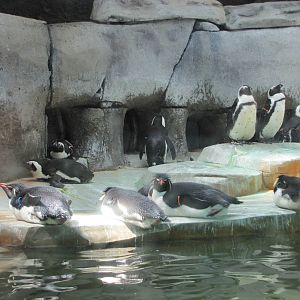 Fort Worth Zoo 2010 - Jackass and Rockhopper Penguins