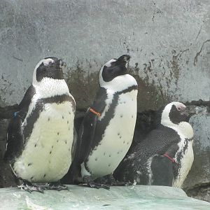 Fort Worth Zoo 2010 - Jackass Penguins