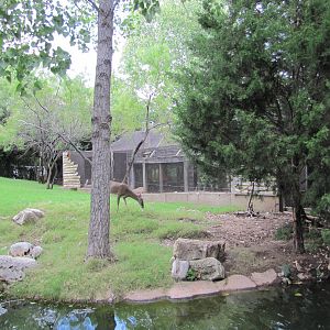 Fort Worth Zoo 2010 - White-tailed Deer exhibit in Texas Wild
