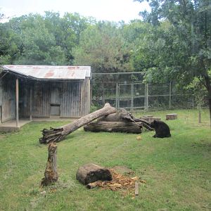 Fort Worth Zoo 2010 - American Black Bear exhibit in Texas Wild