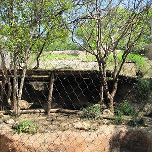 Fort Worth Zoo 2010 - Coyote exhibit in Texas Wild