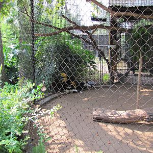 Houston Zoo 2010 - Great Hornbills in the Fischer Bird Garden