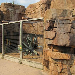 Houston Zoo 2010 - Roadrunner exhibit in the McGovern Childrens Zoo