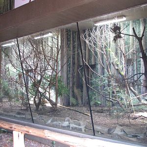 Houston Zoo 2010 - Red Panda exhibit