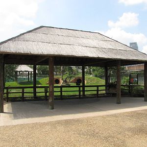 Houston Zoo 2010 - Front of the African Wild Dog exhibit