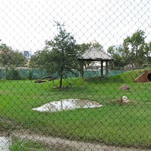 Houston Zoo 2010 - Part of the African Wild Dog exhibit