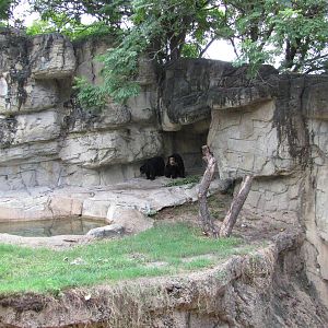 Houston Zoo 2010 - Spectacled Bears