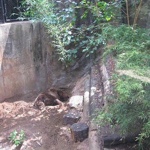 Houston Zoo 2010 - Grizzly Bear