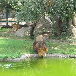 Houston Zoo 2010 - African Lion and Lioness