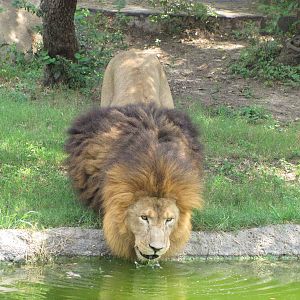 Houston Zoo 2010 - African Lion Jonathan