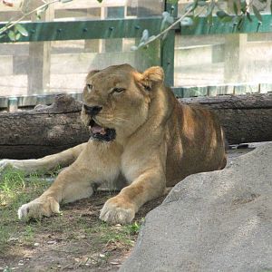 Houston Zoo 2010 - African Lioness