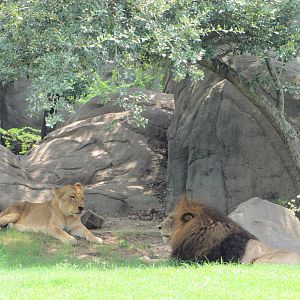 Houston Zoo 2010 - African Lion and Lioness