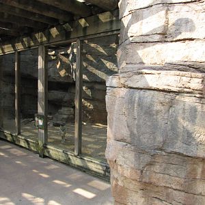 Houston Zoo 2010 - Swift Fox exhibit in the McGovern Childrens Zoo