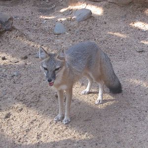 Houston Zoo 2010 - Swift Fox