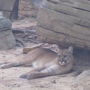Houston Zoo 2010 - Cougar