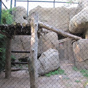 Houston Zoo 2010 - Jaguar in a Leopard exhibit