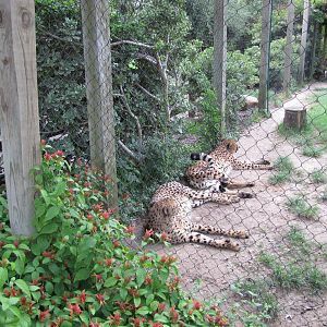 Houston Zoo 2010 - Cheetahs