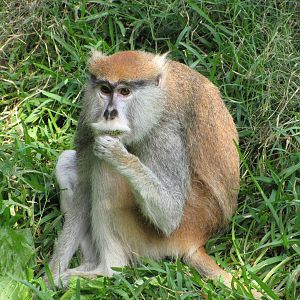 Houston Zoo 2010 - Patas Monkey