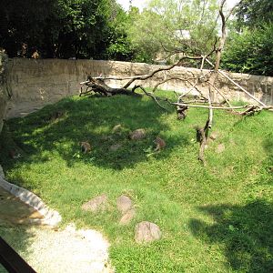 Houston Zoo 2010 - Left part of the Patas Monkey exhibit