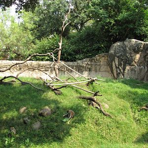 Houston Zoo 2010 - Right part of the Patas Monkey exhibit