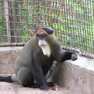 Houston Zoo 2010 - DeBrazza Monkey in Wortham World of Primates