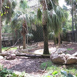Houston Zoo 2010 - DeBrazza Monkey exhibit in Wortham World of Primates