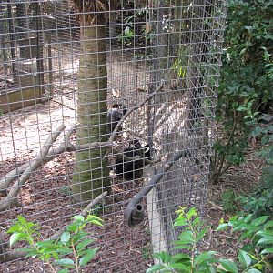 Houston Zoo 2010 - Red-capped Mangabeys in Wortham World of Primates