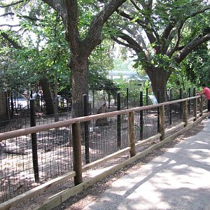 Houston Zoo 2010 - Front of Babirusa exhibit