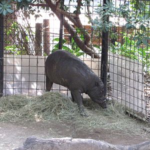 Houston Zoo 2010 - Babirusa