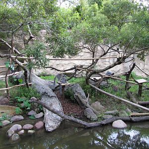 Houston Zoo 2010 - Mixed Lemur exhibit in Wortham World of Primates