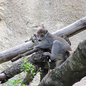 Houston Zoo 2010 - Crowned Lemur in Wortham World of Primates