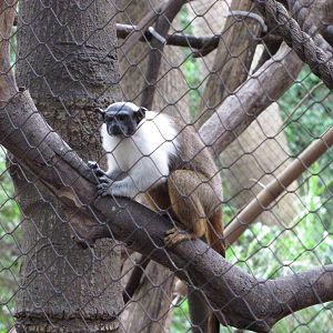 Houston Zoo 2010 - Pied Tamarin in Wortham World of Primates