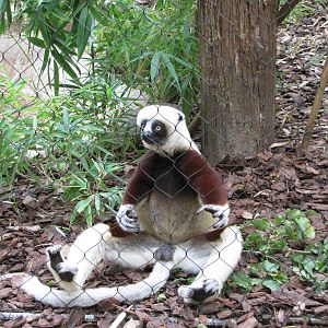 Houston Zoo 2010 - Coquerels Sifaka in Wortham World of Primates